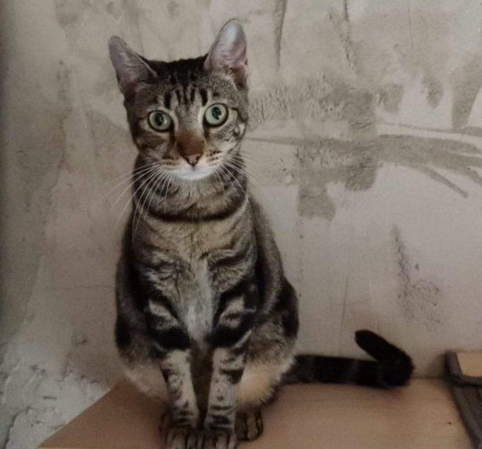 Maika, Gato