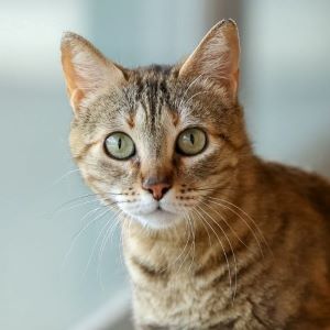 Idara, Gata