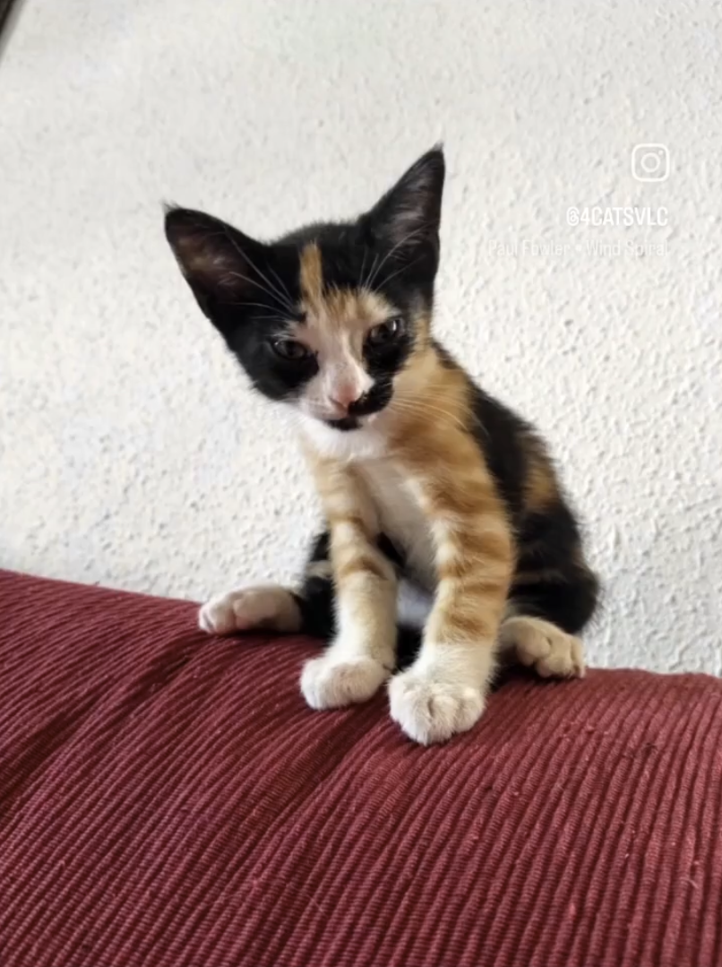 Maduixa, Gata