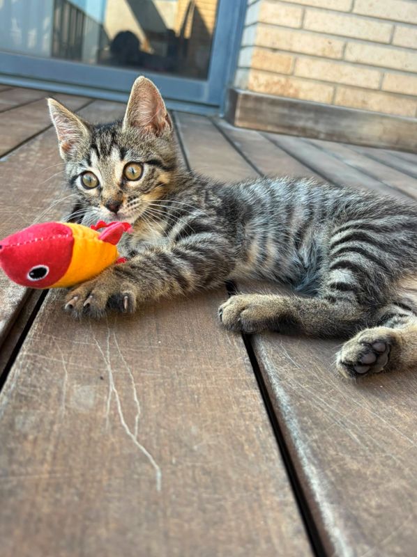 George, Gato
