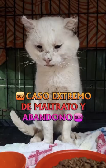Kael, Gato