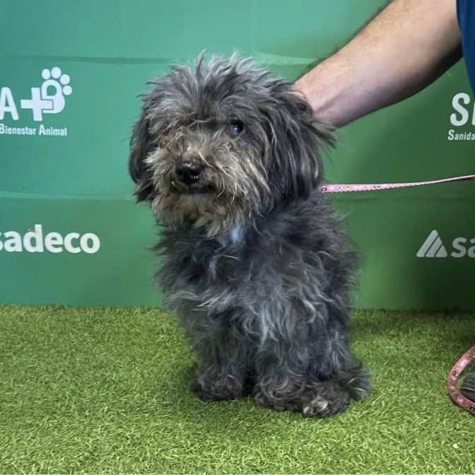 Pollito, Perro