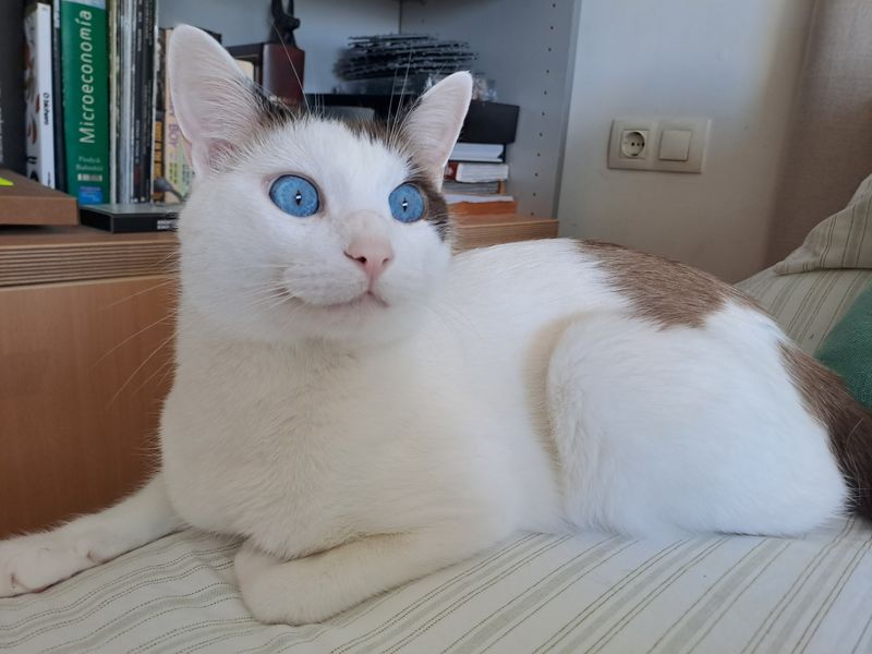 Mati, Gato perdido