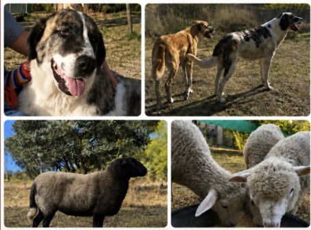 2 Mastinas y 4 Ovejas, Perro perdida