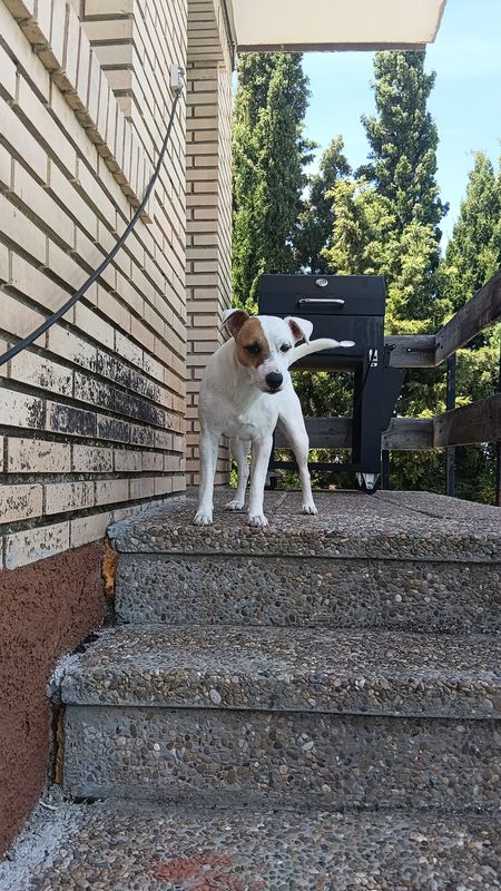 Coco está perdido