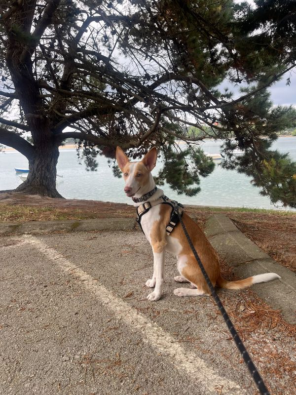 Coco está perdido