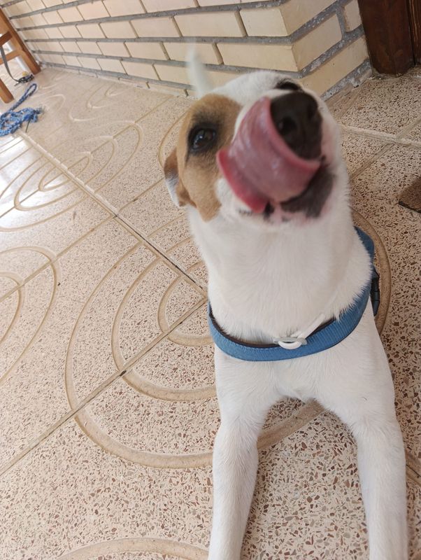 Coco, Perro desaparecido