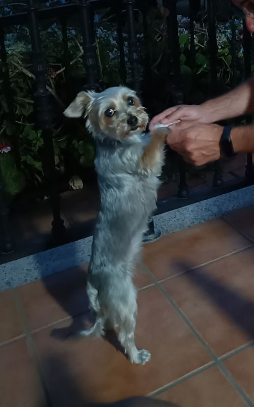 Pepa está perdida