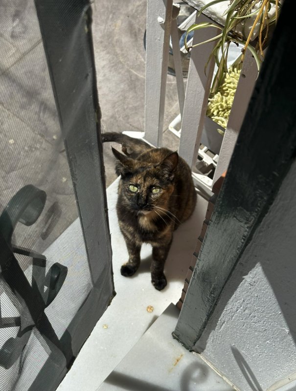 Misi, Gato desaparecido