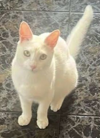 Gato blanco está perdido