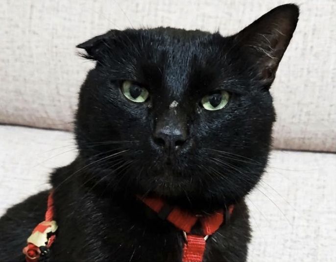 Panther, Gato desaparecido