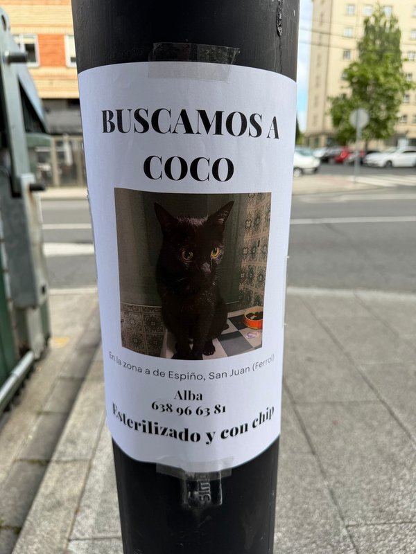 Coco, Gato desaparecido