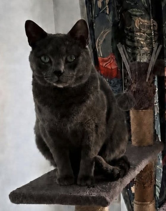 Nepal, Gato desaparecido
