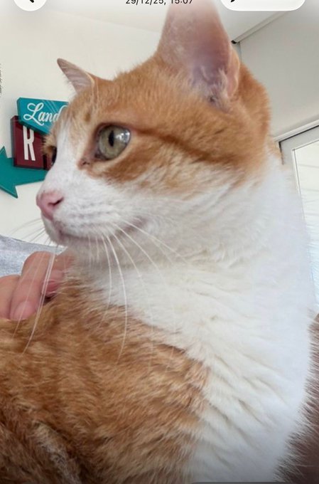 , Gato desaparecido