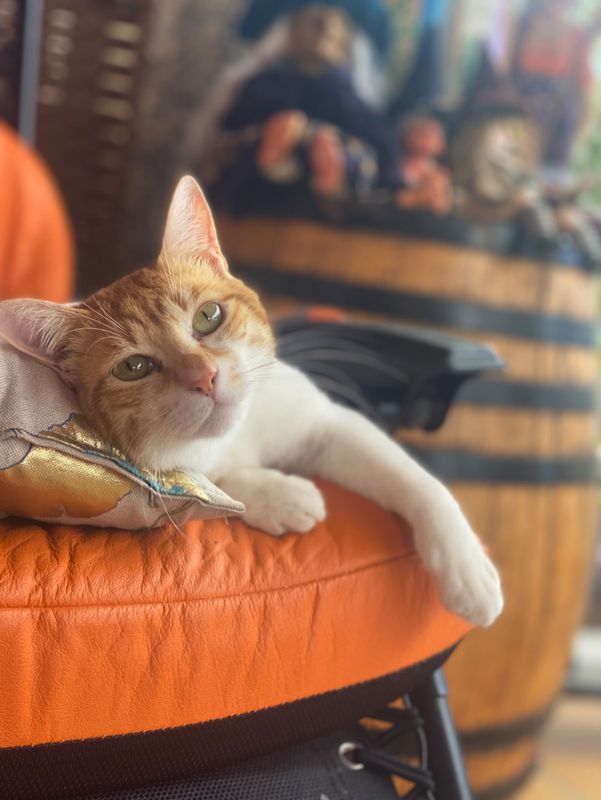Simón está perdido