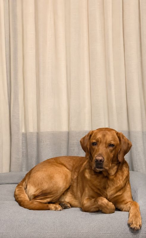 Nelson, Perro perdido