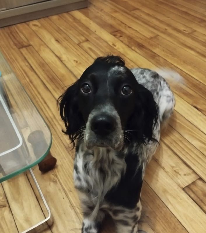 Blu, Perro desaparecido