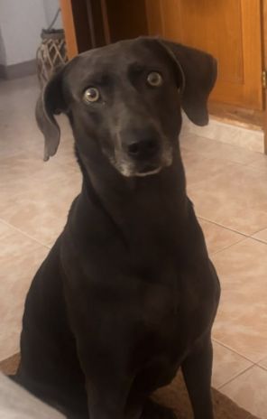 Grey está desaparecido