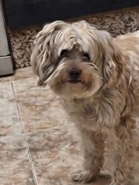 Teddy, Perro desaparecido