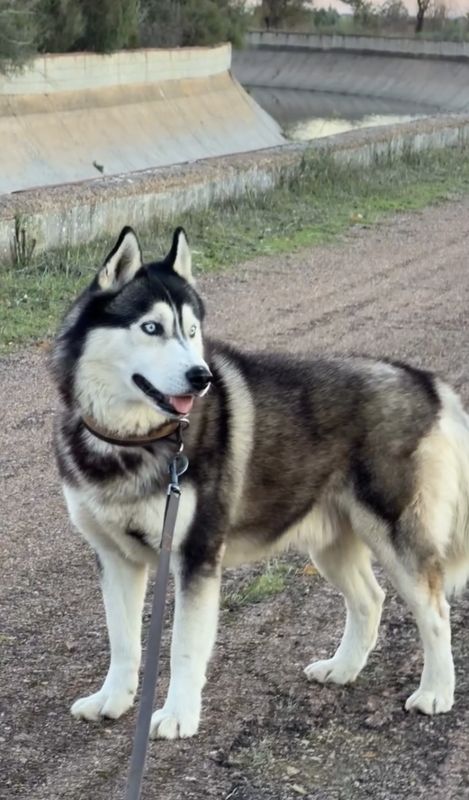 Sur, Perro desaparecido