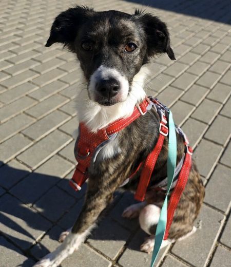 Dobby, Perro desaparecido