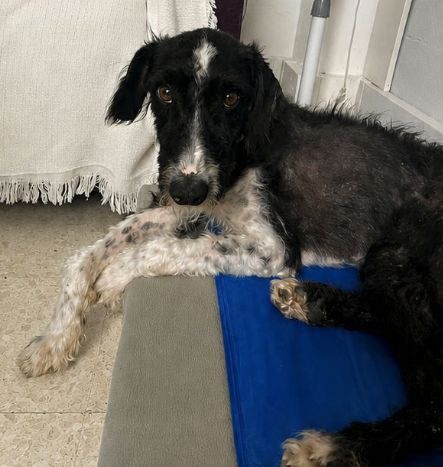Nemo está desaparecido