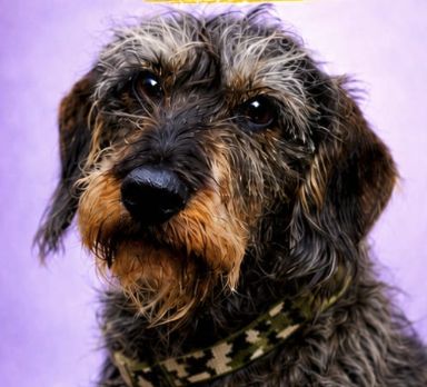 Rolo, Perro desaparecido
