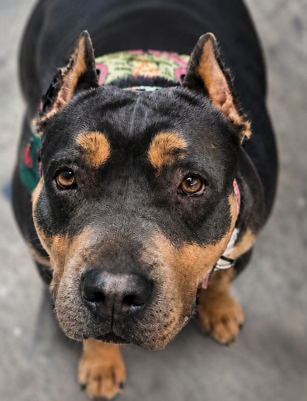 Sankara, Perro desaparecida