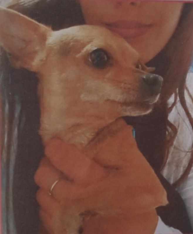Rocky está perdido