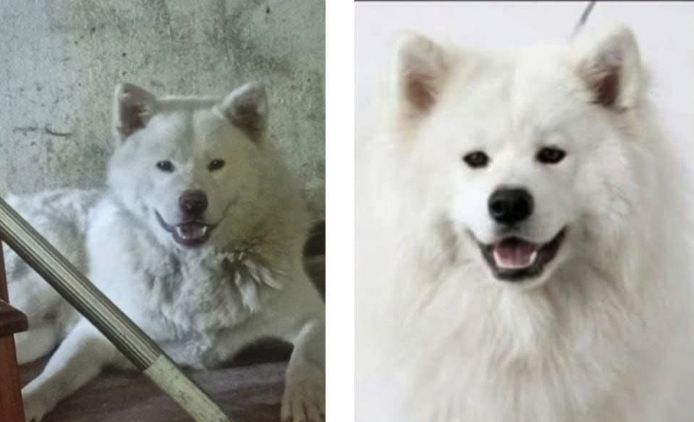 Kalu y Domvi está perdido