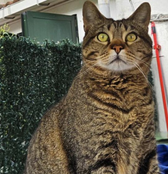 Romeo, Gato desaparecido